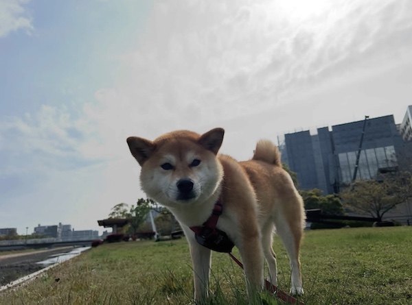 ココ🐕さん