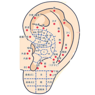 中医学に基づく耳つぼリフレクソロジー