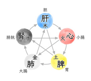 東洋医学の考え方②(五臓と五行)